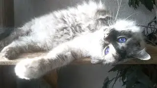 Introducing Wednesday aka "Little Girl"