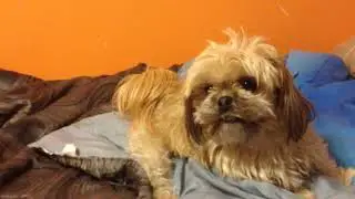 Jilly gets aggressive with Stuffed Animal