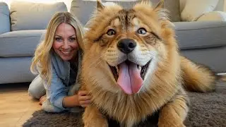10 Most "Cat Like" Dog Breeds