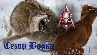 Натиск - Сезон Огненного Волка | Посмотрим...