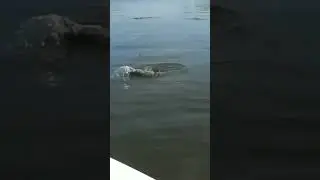 Вот это Рыбина!!!