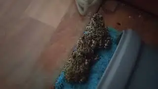 прямая из жаб