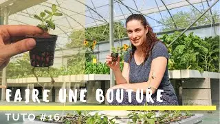 Comment faire une bouture ?  TUTO #16