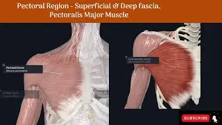 Pectoral region  - Superficial & Deep Fascia, Pectoralis Major Muscle #Anatomy #mbbs #education