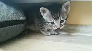 kitty #lovely #funny #lol #littlecat