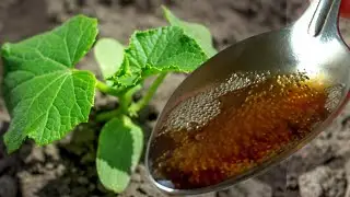 Even dead CUCUMBERS will instantly grow and will not get sick, natural top dressing!
