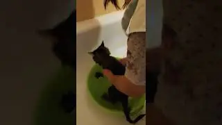 Купание котенка