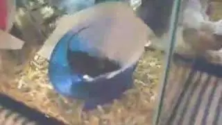 Crazy Mouse