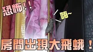 房間出現大蟲蟲！會飛超恐怖啊！大嘴嘴