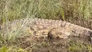 Giant Crocodile 🐊 @Firsttimebyncn