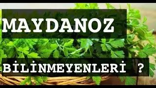 MAYDANOZ / BİLİNMEYENLERİ                           #maydanoz #maydanozbilinmeyenleri #bilinmeyenler