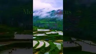 morning status | nature status #shorts #ytshorts #statusvideo