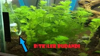 BİTKİLİ AKVARYUMDA BİTKİ BUDAMA NASIL YAPILIR | AKVARYUMLARDA SON DURUM | YENİ BALIKLAR