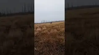 Каракат по болотам)