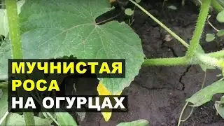 Ложная мучнистая роса на огурцах