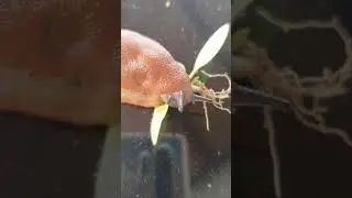 my friend slug eating a leaf