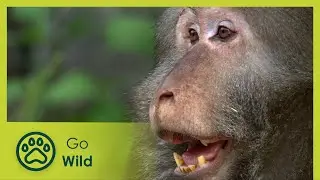 Monkeying Around: The Macaques Of Huangshan | Go Wild