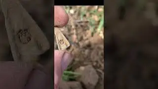 Огонь находка 🔥 #metaldetecting #коп #поиск #coin #находки #metaldetector #поискмонет #древняя