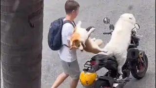 HOW CUTE ARE THESE DOGS  / DOGGY PROTOCOL