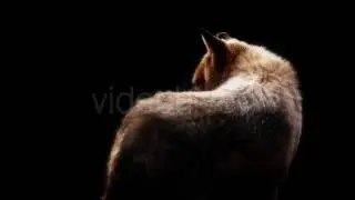 Wolf In Dramatic Lighting On Black Background | Stock Footage - Videohive