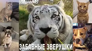 Самые смешные животные😂Приколы с котами и собаками 2023😺🐶Сборник №45. МУЛЬТПАРАД COMEDY