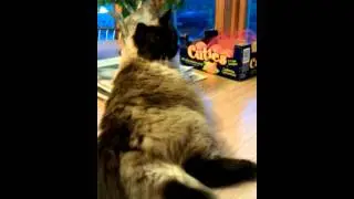 Mac cleans Pooka