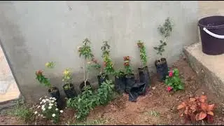ليوما نشارك معاكم جريدة في دارنا في البادية يلاه زرعنا الغرس  وماشاءالله  كبر
