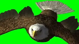 The BALD EAGLE FLINING GREEN SCREEN.