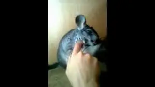 Chinchilla qui se fait câliner/ szynszyla