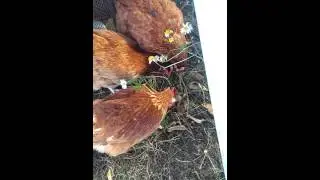 Куры канибалы
