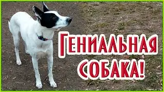 Гениальная собака слету выполняет команды #dog #собака #животные #природа