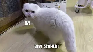 아무짝에도 쓸모없다니깐 화내는 고양이