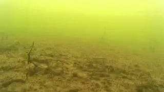 Камера на дне озера засняла какое-то непонятное существо