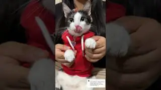 Califiquen mi baile😻 #viral #gatos #michi #shortvideos #cat #michis #parati #cats #pets #deadpool
