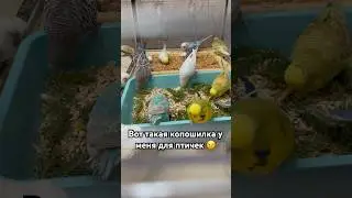 Копошилка для попугаев 🙃🦜