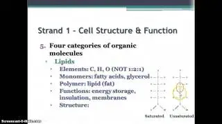 Biology EOC Review - Strand 1 - Cell Structure & Function