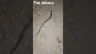 Bothrops ammodytoides