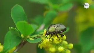 Наша Сибирь 4К: Цвет лета