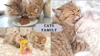 Life of Cats Family | How Cats Play and Live Together | Life With Cats