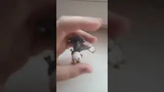 молтен фреди