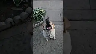 #doglover #cutedog #dog  #marvelspiderman2  #ilovedogs  #dogsitting #shorts #labrador #brothersweb