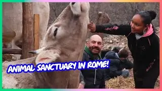 We Hugged Alpacas in Italy! | Genesis Butler