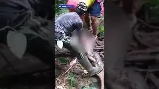 Terrifying moment: missing woman found in the belly of a large python in Indonesia