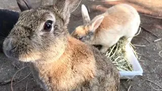 Rabbit that looks extremely annoyed