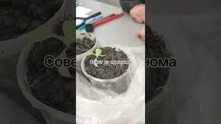 Черная ножка, слабая рассада. Совет агронома. 