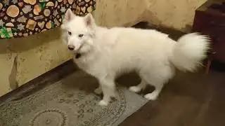 Квест для собаки