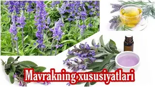 Mavrakning shifobaxshligi_ Мавракнинг шифобахшлиги.