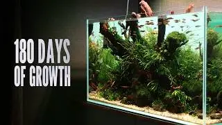 ADA 90P Ryuboku Aquascape Tutorial