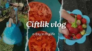 DOMATES SOS 🍅 Pırasa Dikimi Püf Noktaları ❗️Çiftlikte Kutlama 🥳 #çiftlik #vlog