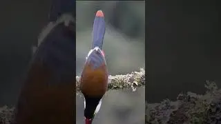 Black billed Mountain Toucan